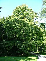 Corylus colurna (1).JPG