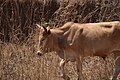 Cows in Zambia 01.jpg