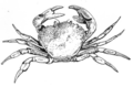 Crab 2 (PSF).png