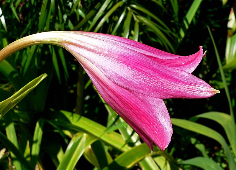 File:Crinum × powellii 2.jpg