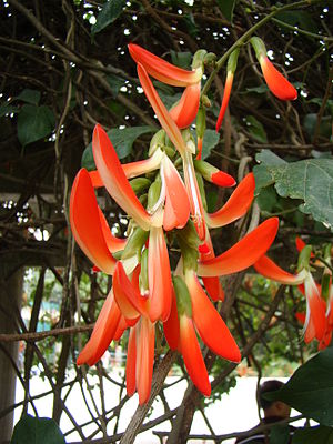Crista-de-galo (Camptosema grandiflora), brazilian native. Sao Paulo Botanical garden7.jpg