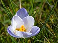 * Nomination Spring Crocus (Croxus vernus) --Uoaei1 05:59, 5 April 2018 (UTC) * Promotion  Support Good quality.--Famberhorst 06:03, 5 April 2018 (UTC)