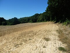 Crop failure at the highest point of a wheatfield - geograph.org.uk - 5865294.jpg