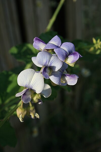 File:Crotalaria verrucosa Goa 107.JPG