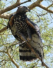 Orzeł koronowany (Stephanoaetus coronatus), w rezerwacie przyrody Ndumo, KwaZulu-Natal, Republika Południowej Afryki (28842574882).jpg