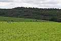 Crows in the Field - geograph.org.uk - 226331.jpg