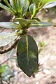 Cryptocarya gregsonii blare