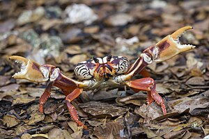 Cuban Red Crab (Gecarcinus ruricola), Bahía de Cochinos.jpg