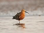 Curlew sandpiper David Raju.jpg