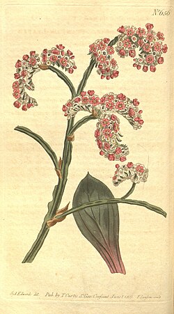 Curtis's botanical magazine (No. 656) (8318317950).jpg