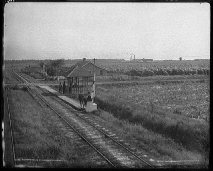 File:Cuttingsugarcaneinlouisiana6.jpg