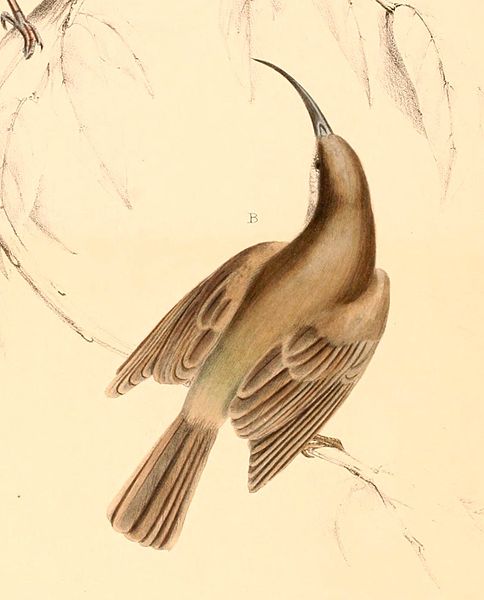 File:Cyanomitra veroxii female 1838.jpg