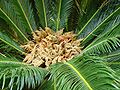 Cycas revoluta (Cycadaceae)