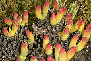 <i>Cylindrophyllum</i> Genus of flowering plants