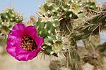 Miniatura per Cylindropuntia spinosior