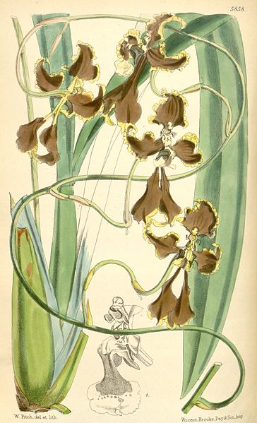 File:Cyrtochilum cryptocopis (as syn. ''Oncidium cryptocopis'') - Curtis' 96 (Ser. 3 no. 26) pl. 5858 (1870).jpg