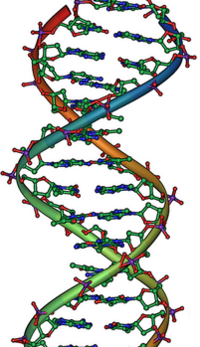 DNA Overview2 crop.png