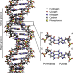 DNA Structure+Key+Labelled.pn NoBB.png