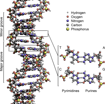 The structure of the DNA double helix (type B-DNA). The atoms in the structure are colour-coded by element and the detailed structures of two base pairs are shown in the bottom right. DNA Structure+Key+Labelled.pn NoBB.png