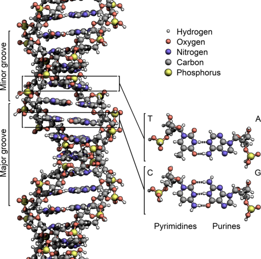 DNA Structure+Key+Labelled.pn NoBB