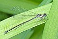 * Nomination a young, female Azure Damselfly --Leviathan1983 14:37, 6 September 2010 (UTC) * Promotion Good, the broken wing is not the fault of the photographer. --Quartl 08:59, 7 September 2010 (UTC)