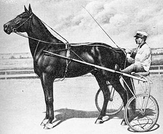 <span class="mw-page-title-main">Dan Patch</span> American Standardbred racehorse