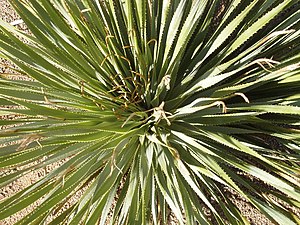 Dasylirion wheeleri, cropped, taken 12. august 2007, Arizona