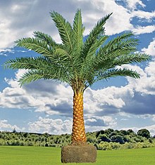 palm - Simple English Wiktionary