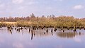 De Alde Feanen.Dode elzen (Alnus) in een ondergelopen broekbos.