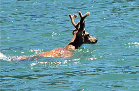 Un ciervo nadando en el lago Shasta.