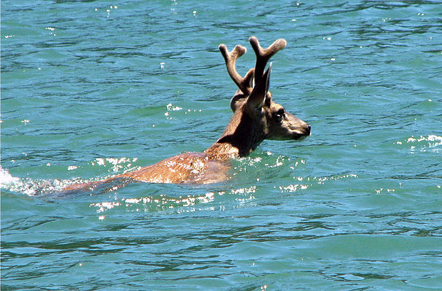 Deer swimming in Lake Shasta