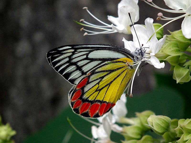 File:Delias eucharis or Common jezebel 1.JPG