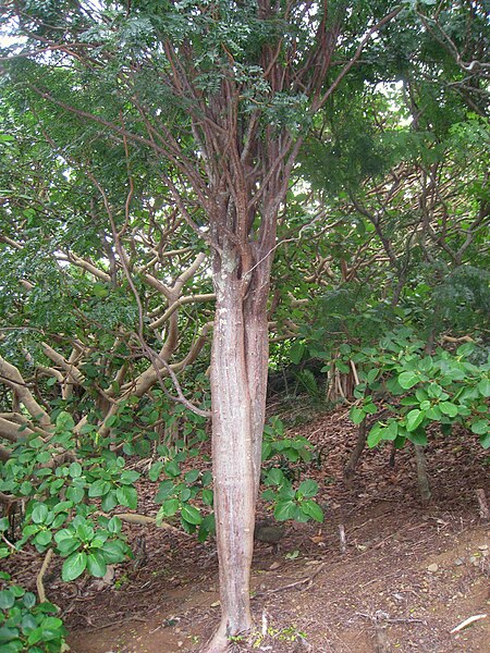 File:Delonix adansonioides - Koko Crater Botanical Garden - IMG 2290.JPG