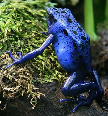 Dendrobates azureus