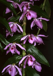 Dendrobium anosmum. Some specimen from the Philippines first described by Lindley are unscented. However, majority of the species are fragrant, giving the combined Tagalog term Sanggumay for its "repulsive" and "overpowering" scent. Dendrobium anosmum Orchi 221.jpg