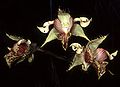 Dendrobium finisterrae Orchi 001.jpg