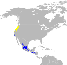 Мапа поширення виду      Гніздовий ареал     Зимовий ареал