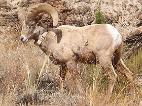 Capitol Reef National Park