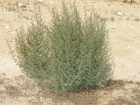 Bassia (Amaranthaceae)
