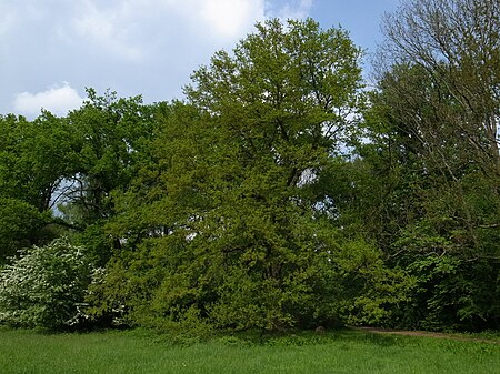 Dessau,Erinnerungseiche Schillerpark