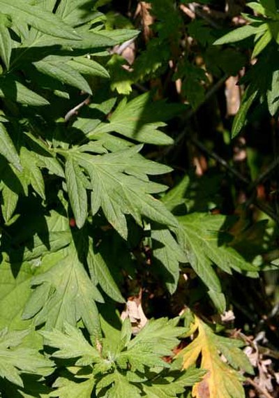 A mugwort leaf with the pointed leaves characteristic of a mature plant