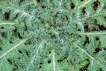 Detail van een bladrozet van een Speerdistel (Cirsium vulgare) 06-02-2020. (d.j.b) 03.jpg