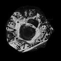 Diadema antillarum ascensionis - Planche XI (Koehler, 1914) (cropped).jpg