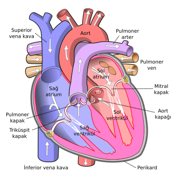 File:Diagram of the human heart tr.svg