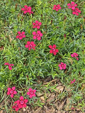 Bakkenellike (Dianthus deltoides), her i en dyrket variant