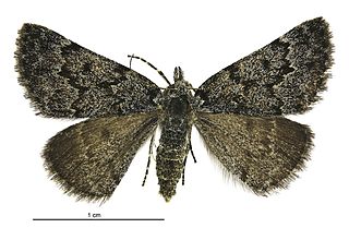 <i>Dichromodes niger</i> Species of moth endemic to New Zealand