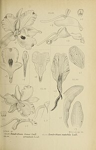 fig. 269 Dendrobium annae fig. 270 Dendrobium mutabile fig. 271 Dendrobium arcuatum