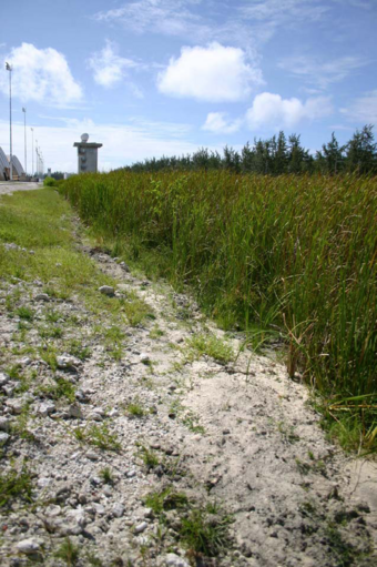A freshwater marsh composed entirely of cattails located on the eastern edge of the bomber ramp on Diego Garcia