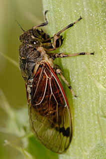 <i>Diemeniana frenchi</i> Species of true bug