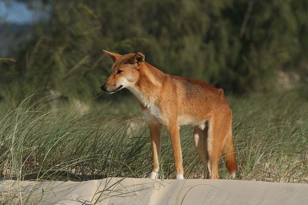 Australsk dingo (Fraser Island, Queensland)